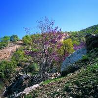 تنگه ارغوان